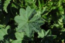 Frauenmantel - Alchemilla xanthochlora * 1388 x 923 * (410KB)